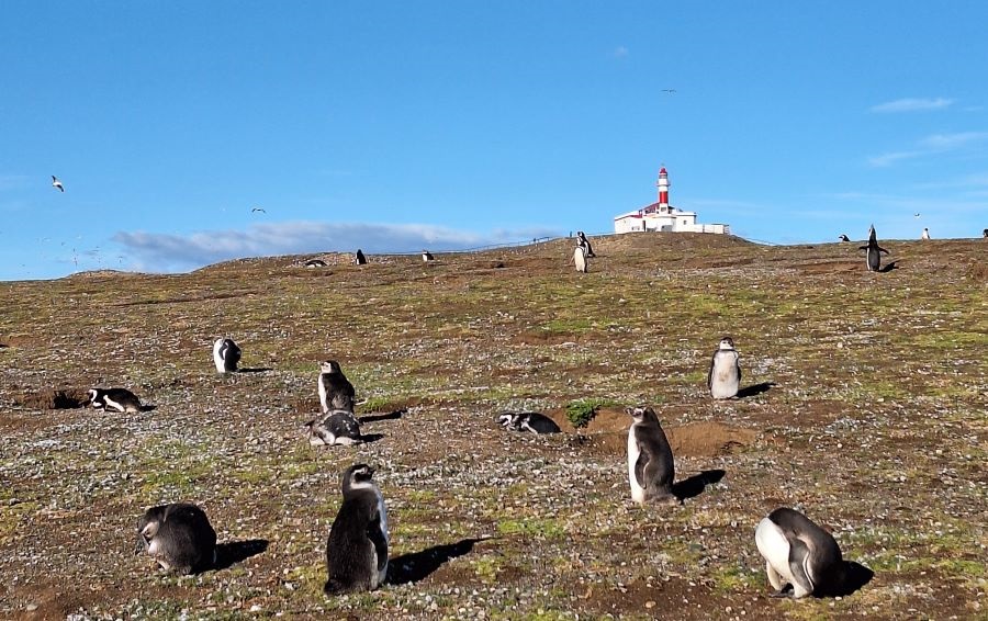 Magellan Pinguine auf der Insel Magdalena