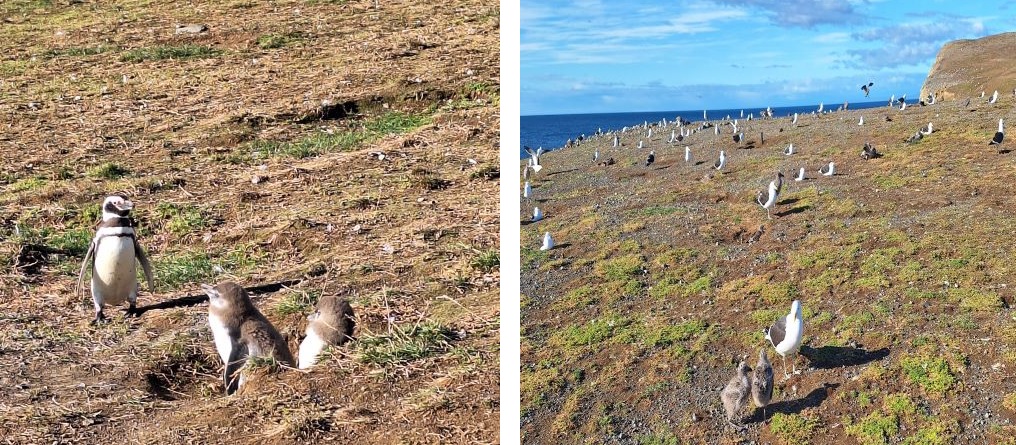 Magellan Pinguine auf der Insel Magdalena