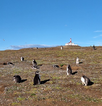 Patagonien Pinguine